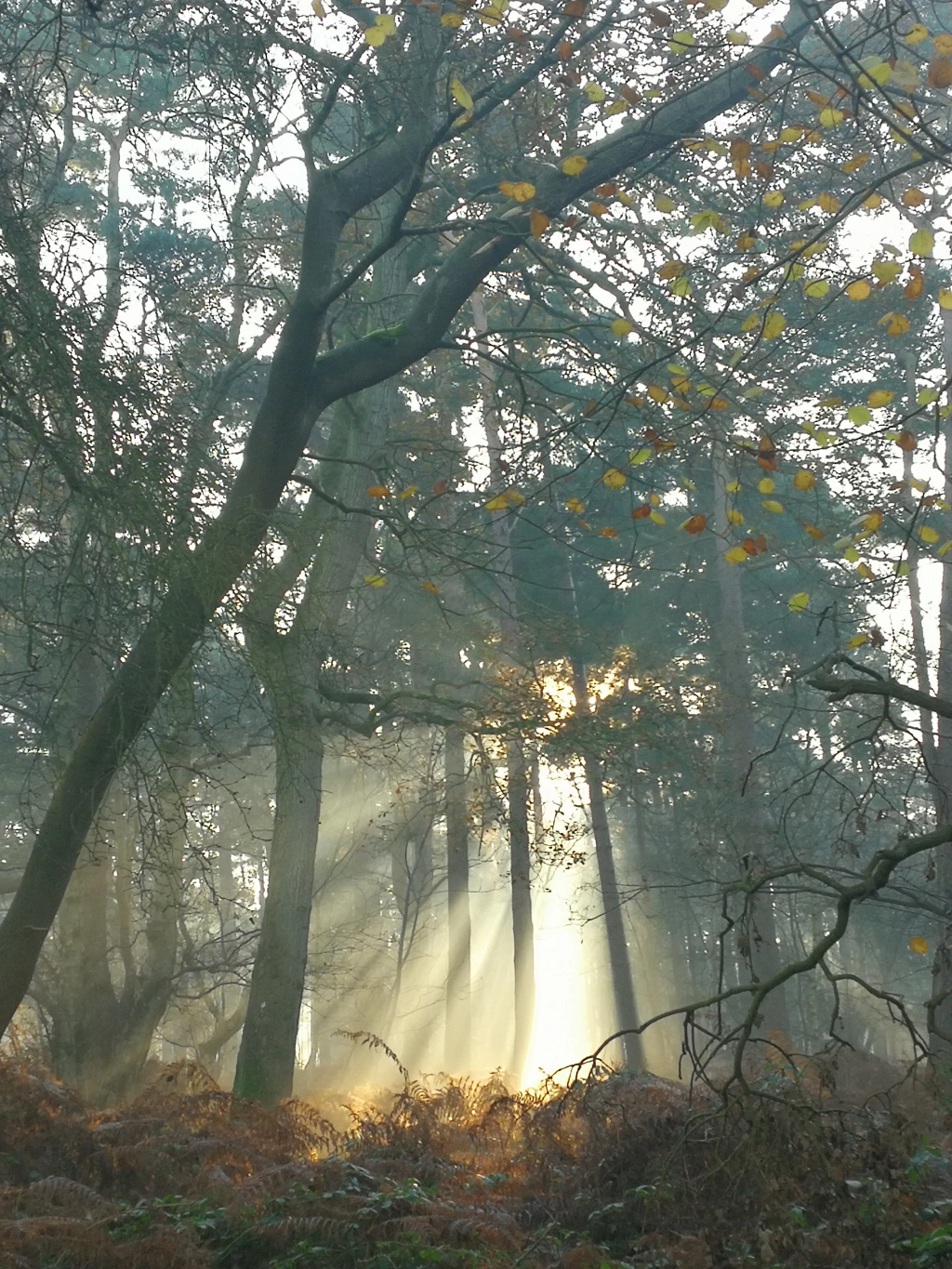 Sunlight; woods; spirit